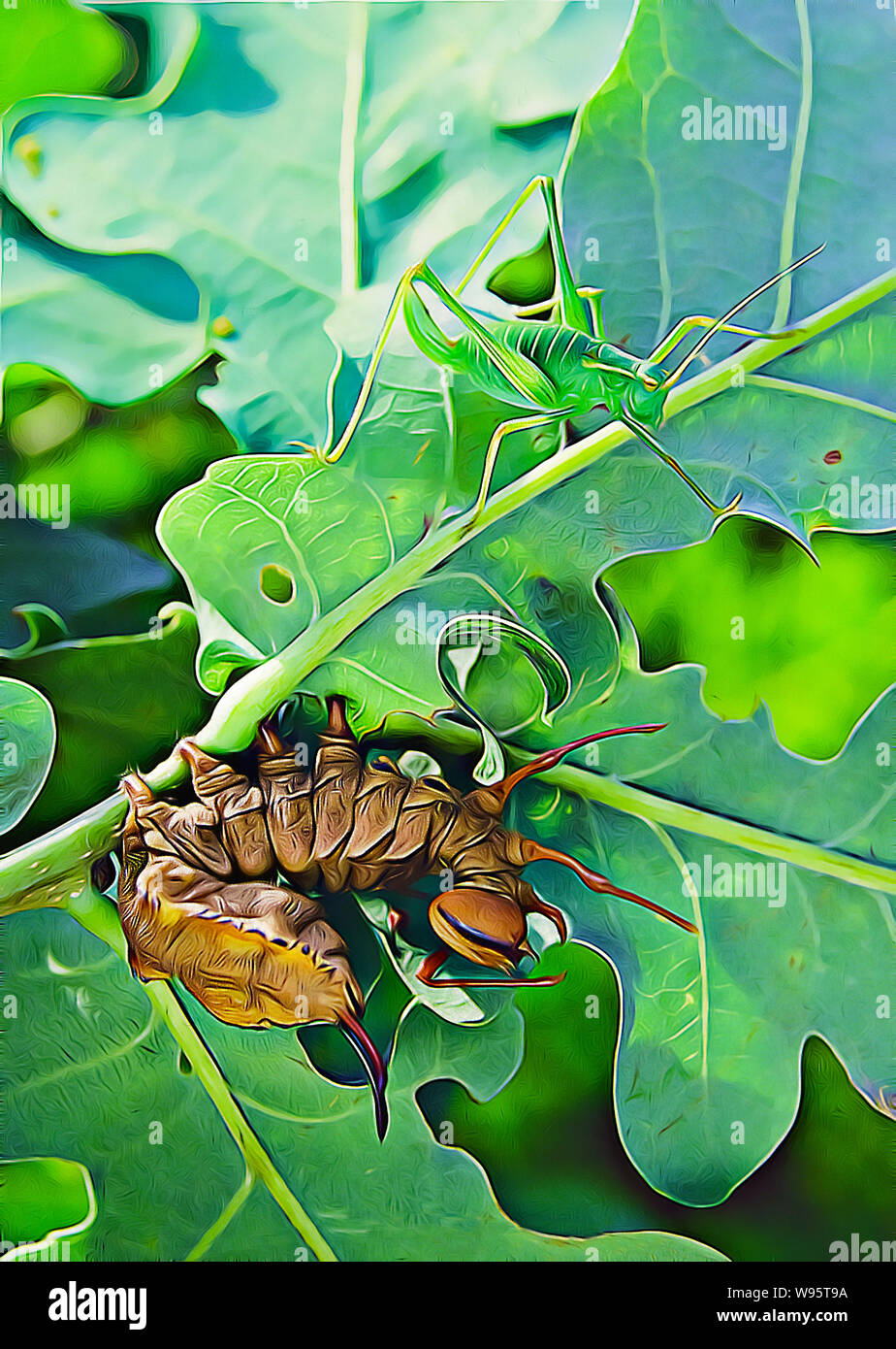 Aragosta larve di falena & Tree Cricket. Foto Stock
