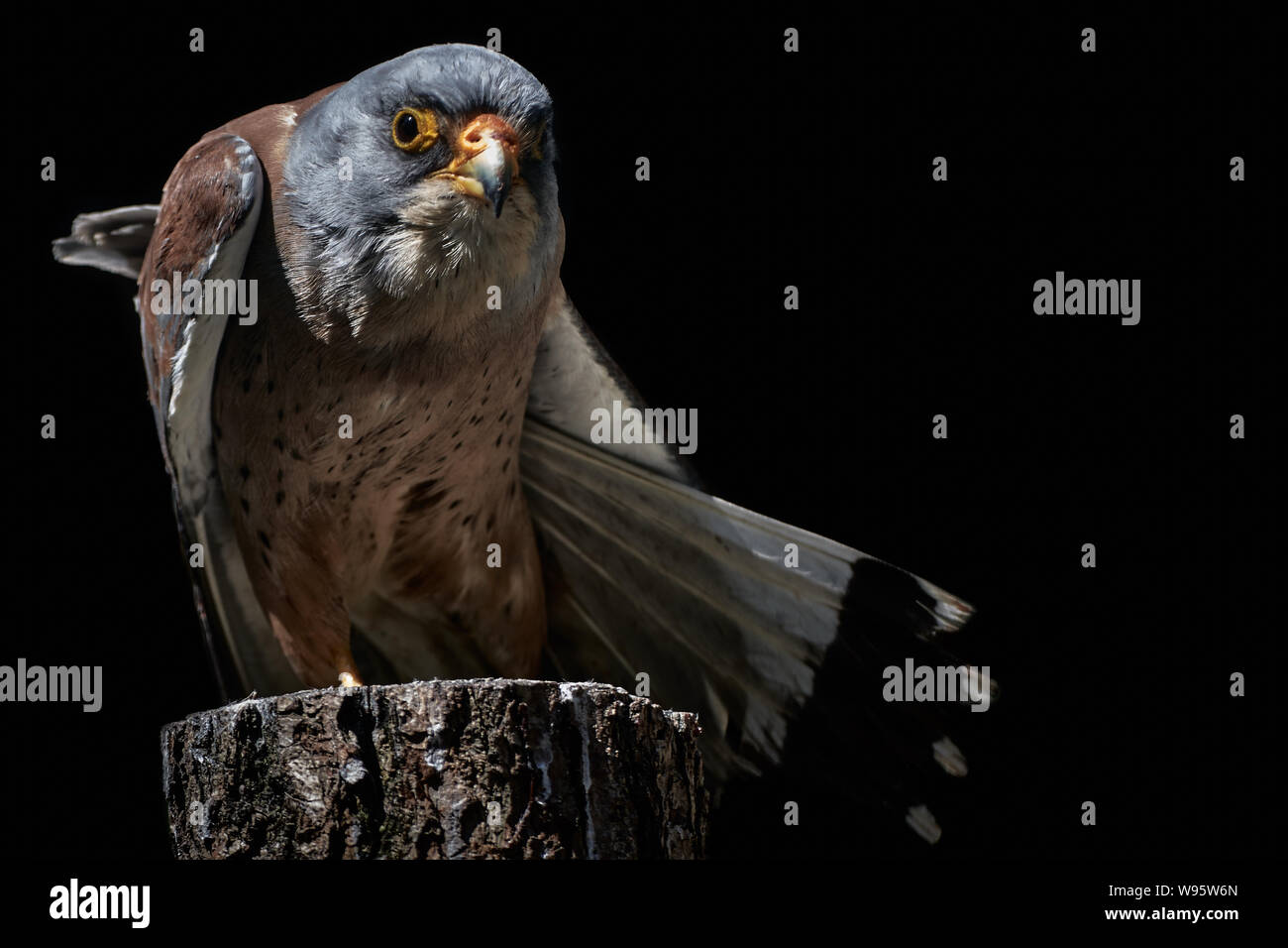 Un americano gheppio appollaiate su un tronco di albero e sfondo nero - Falco sparverius Foto Stock