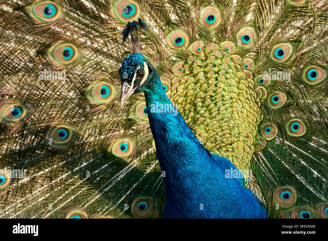 Primo piano di una pafowl indiana blu (Pavo cristatus) shwoing piume e eyespot Foto Stock