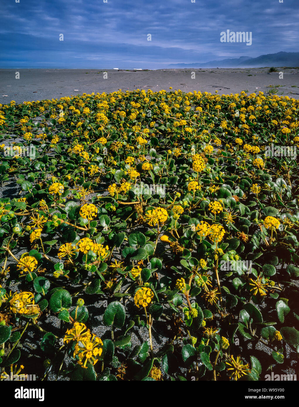 La verbena del giallo, oro Bluffs Beach, Prairie Creek Redwoods Stato e Parchi Nazionali in California Foto Stock