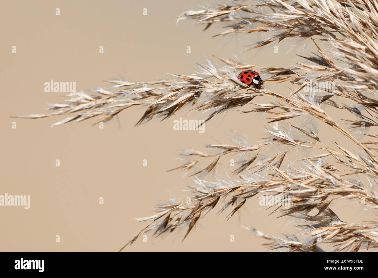 Un po' di ladybug seduti sul orecchio di avena - Coccinellidae Foto Stock
