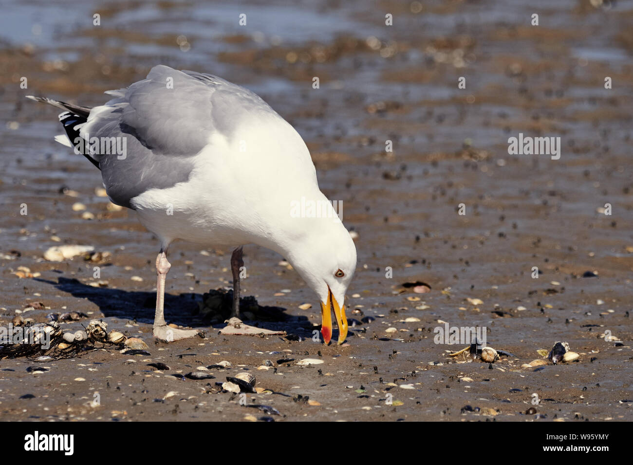 Unico gabbiano aringhe (Larus argentatus) beccare il cibo presso la costa in Neuharlingersiel (mare del Nord 2019) Foto Stock