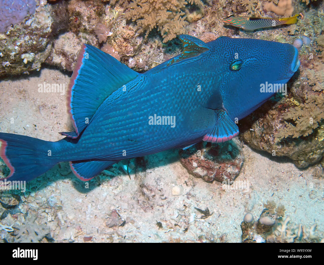 Pesci balestra blu (Pseudobalistes fuscus) Foto Stock