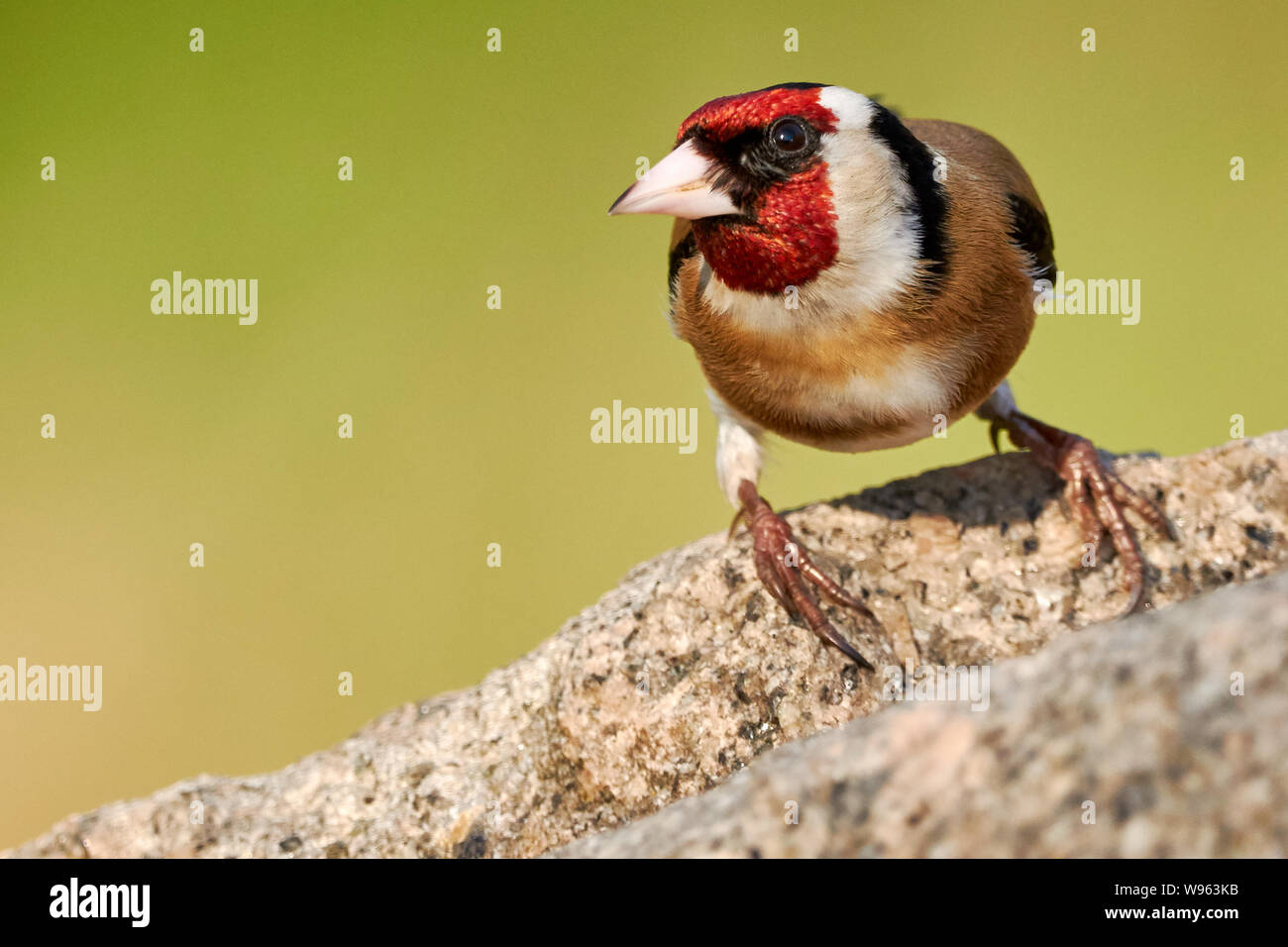 Uno isolato cardellino appollaiate su una roccia nella natura - Carduelis carduelis Foto Stock