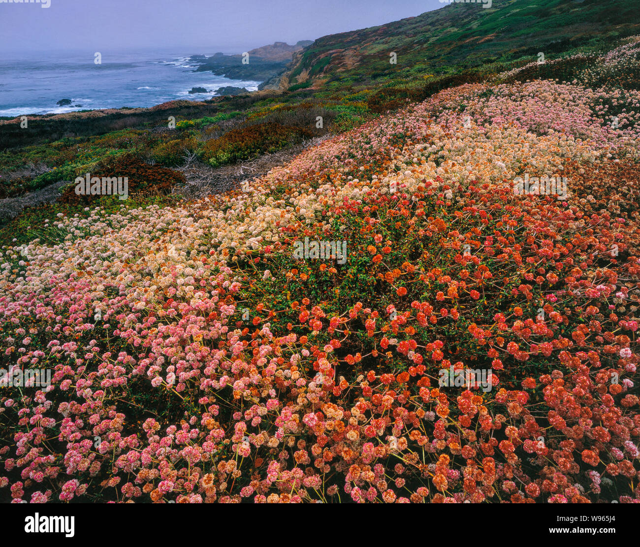 Il grano saraceno, Eriogonum latifolium, Soberanes punto, Garrapata State Park, Big Sur, Monterey County, California Foto Stock