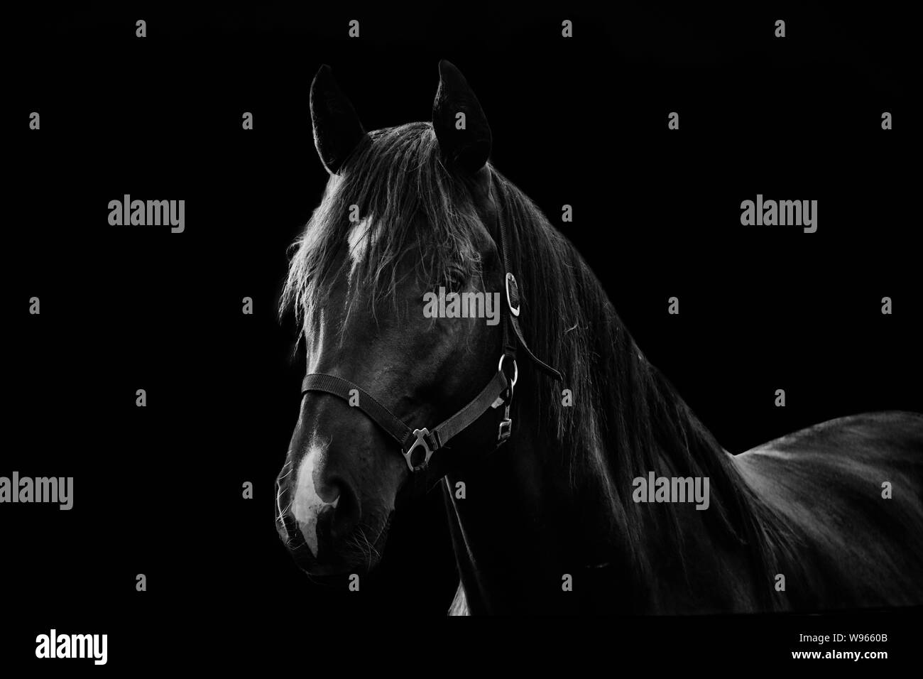 Ritratto di un cavallo nero con briglia isolata su sfondo nero Foto Stock