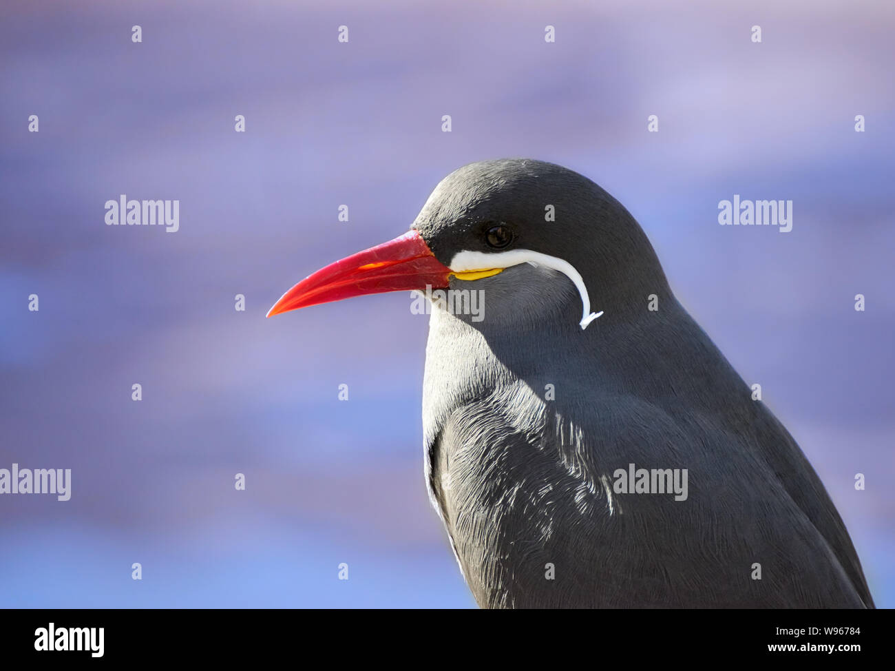 Uno Inca tern (Larosterna inca) close up ritratto laterale e cielo blu sullo sfondo Foto Stock