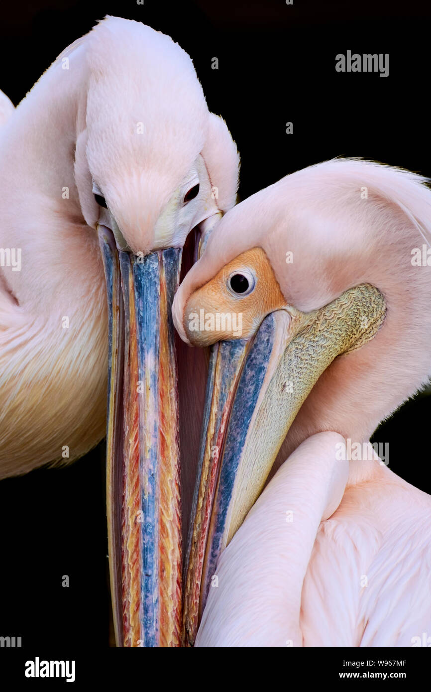 Due pellicani inamorati che si baciano isolati su nero. Foto Stock