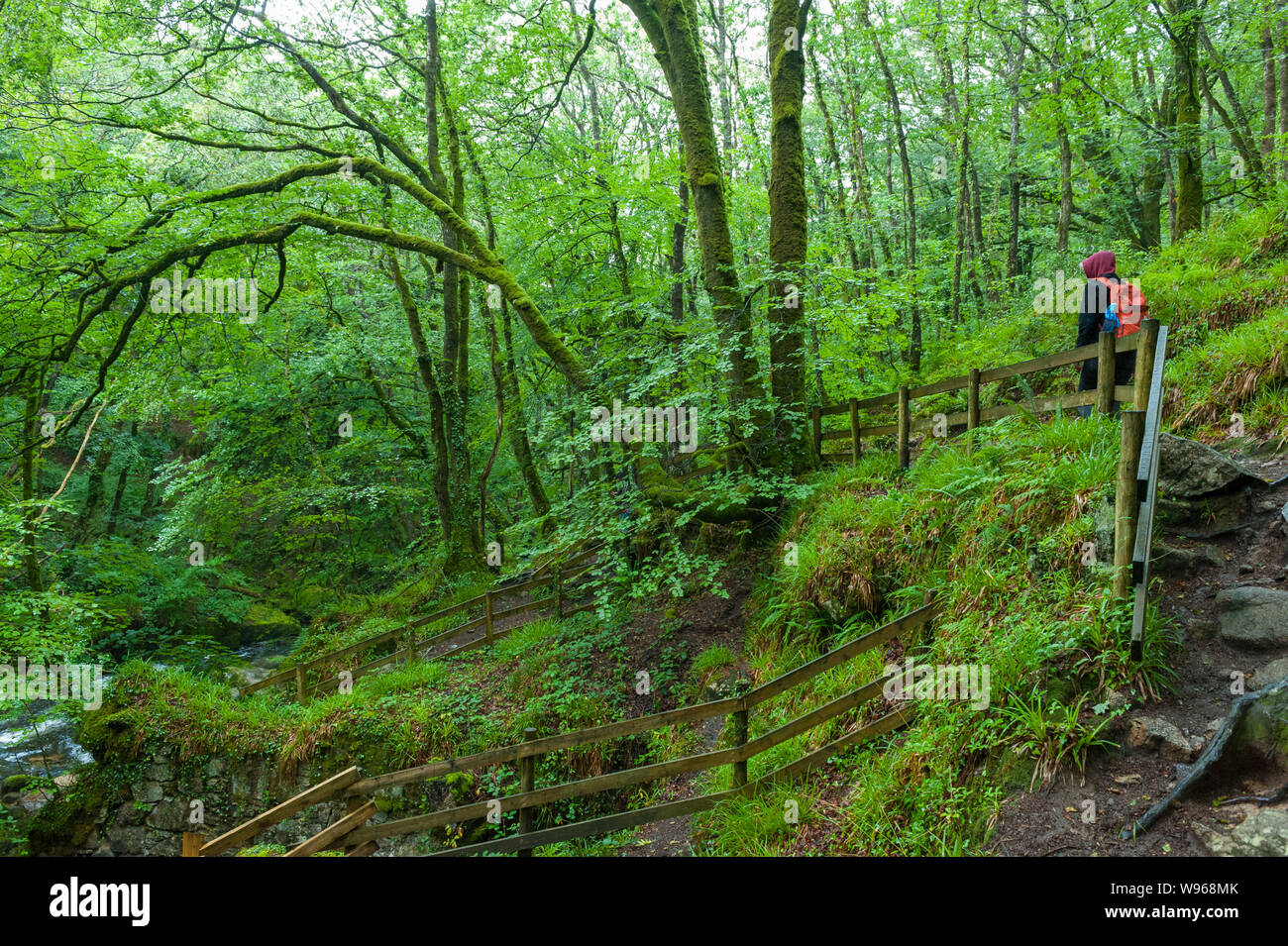 Il Golitha Falls sono una serie di spettacolari cascate e cascate lungo un tratto del fiume Fowey come si fa il suo modo attraverso la quercia antica w Foto Stock