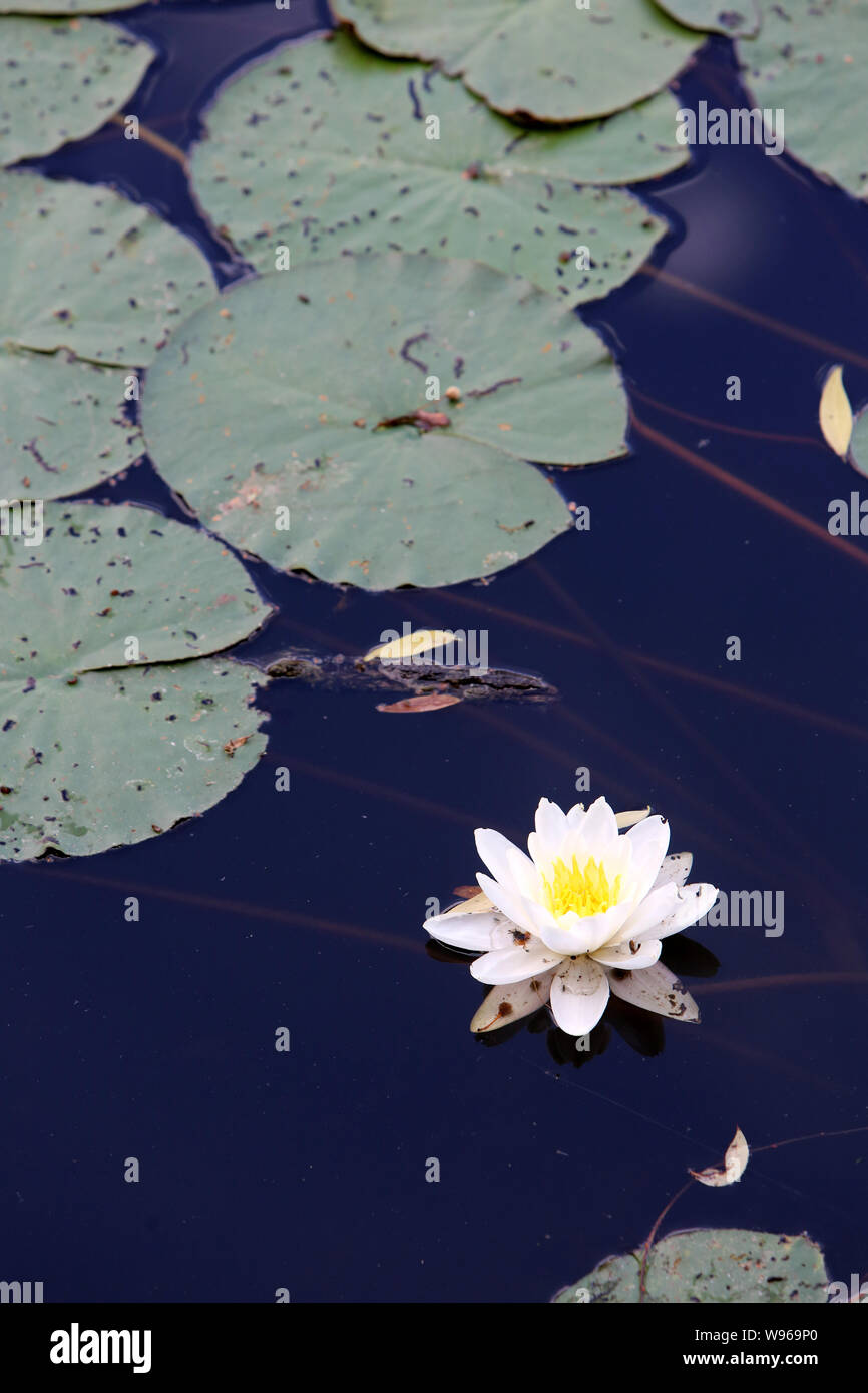 Nénuphars blancs. Les Etangs de Corot. Ville d'Avray. / White Water Lilies. Stagno di Corot. Ville d'Avray. Foto Stock