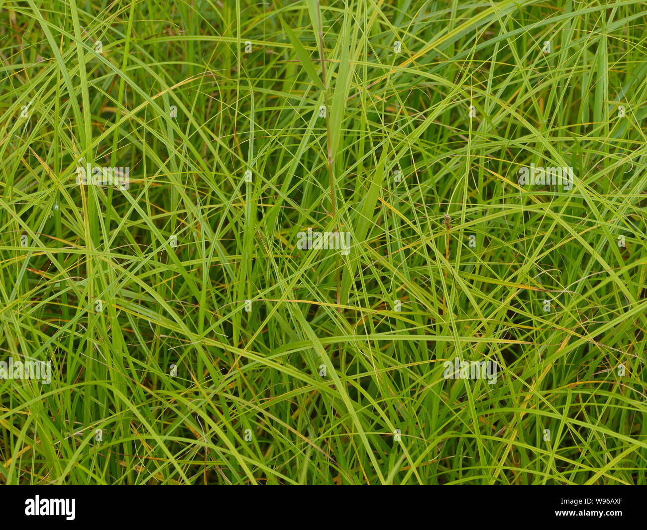 Erba verde piante con lame lunghe sfondo Foto Stock