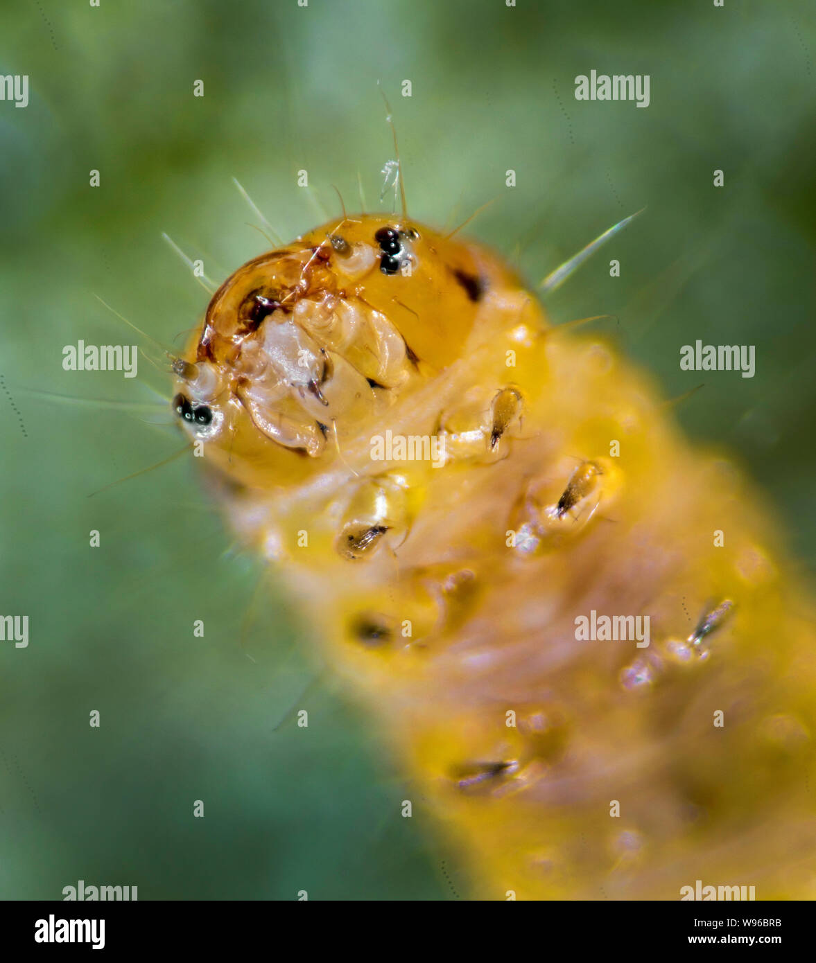 Micro moth larva, alta vista macro Foto Stock