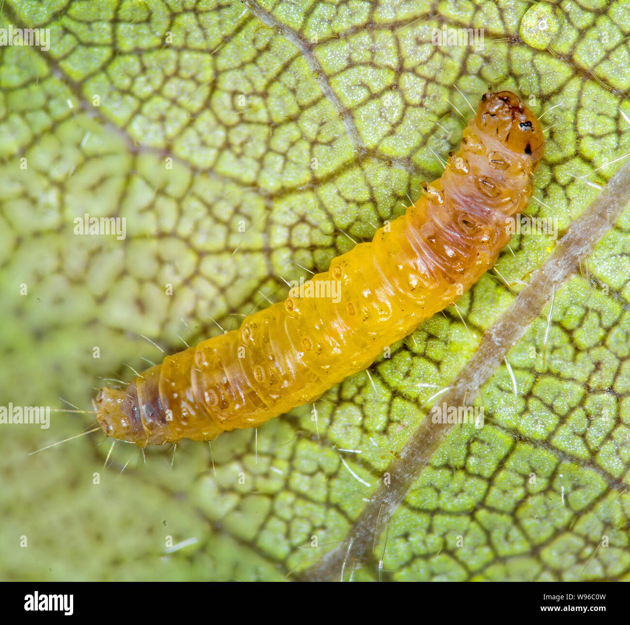 Micro moth larva, macro vista sul Prunus leaf Foto Stock