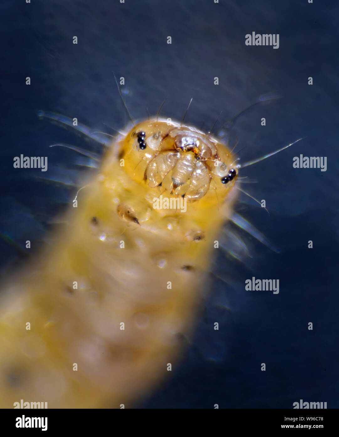 Micro moth larva, alta vista macro Foto Stock