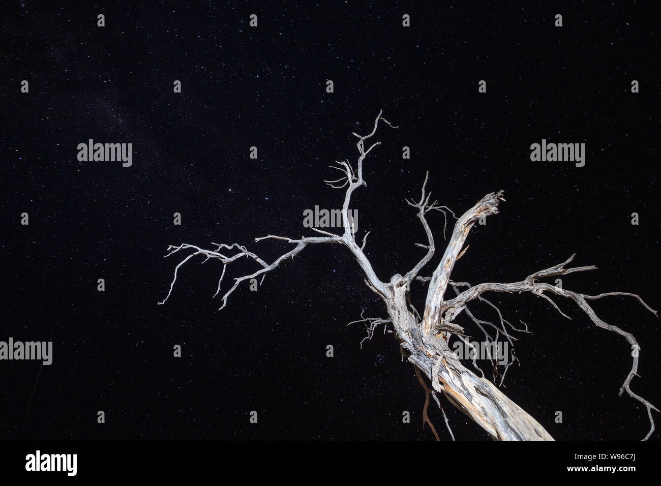 Secco, imbianchiti, weathered e albero morto durante la notte con Star Sky in Namibia, Sud Africa Foto Stock