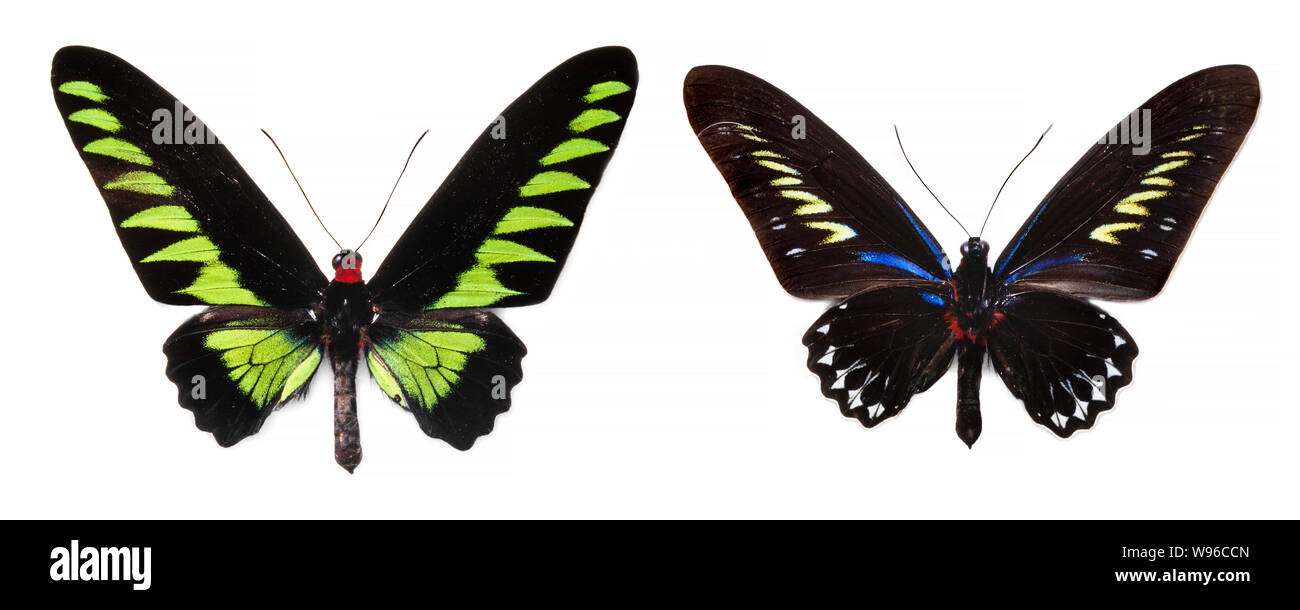 Rajah Brookes butterfly, superiore e inferiore, viste Troides brookiana albescens Foto Stock