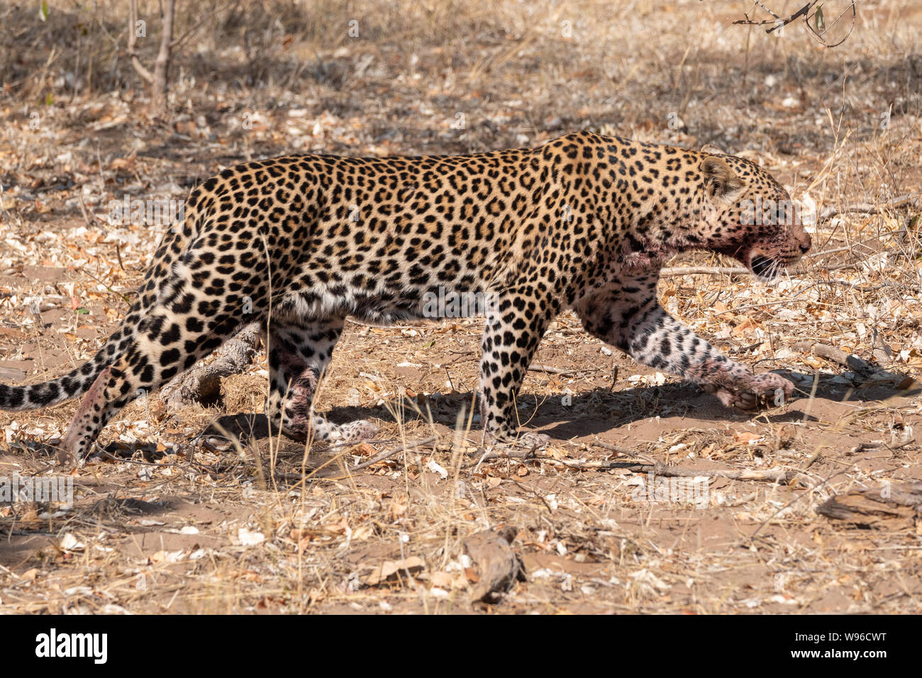 Leopard con sanguinose muso passeggiate nel Parco Nazionale Chobe, Botswana, Africa Foto Stock