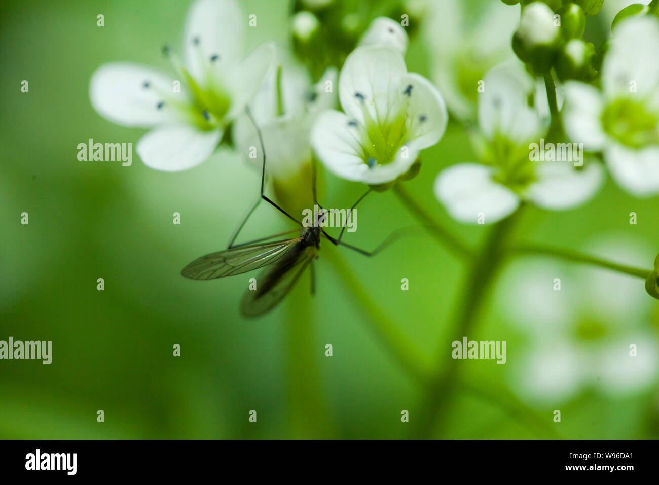 Ripresa macro di un insetto con ali lunghe su un fiore lussureggiante della foresta Foto Stock
