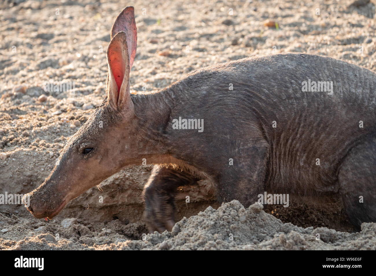 Testa di un Aardvark Anteater nel deserto del Kalahari in Namibia, Africa Foto Stock