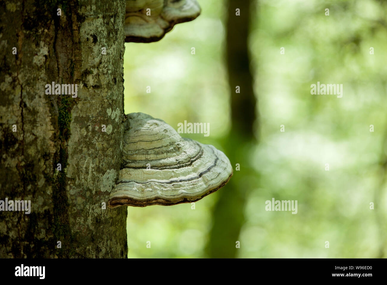 Un tronco di muschio di un albero pieno di funghi sulla corteccia in una intensa luce di mezzogiorno Foto Stock