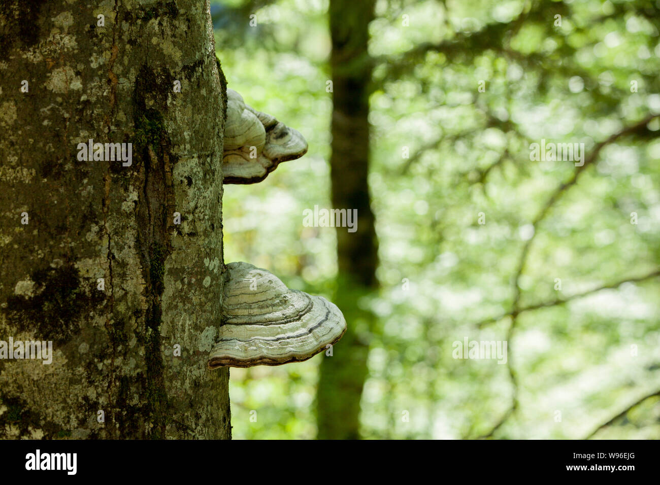 Un tronco di muschio di un albero pieno di funghi sulla corteccia in una intensa luce di mezzogiorno Foto Stock
