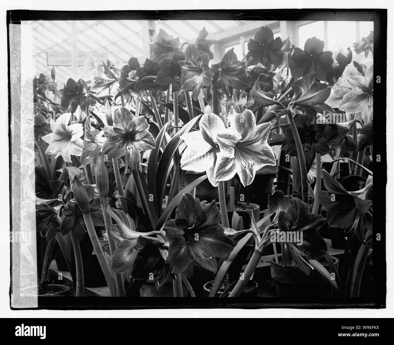 Amaryllis Show, 3/13/23 Foto Stock