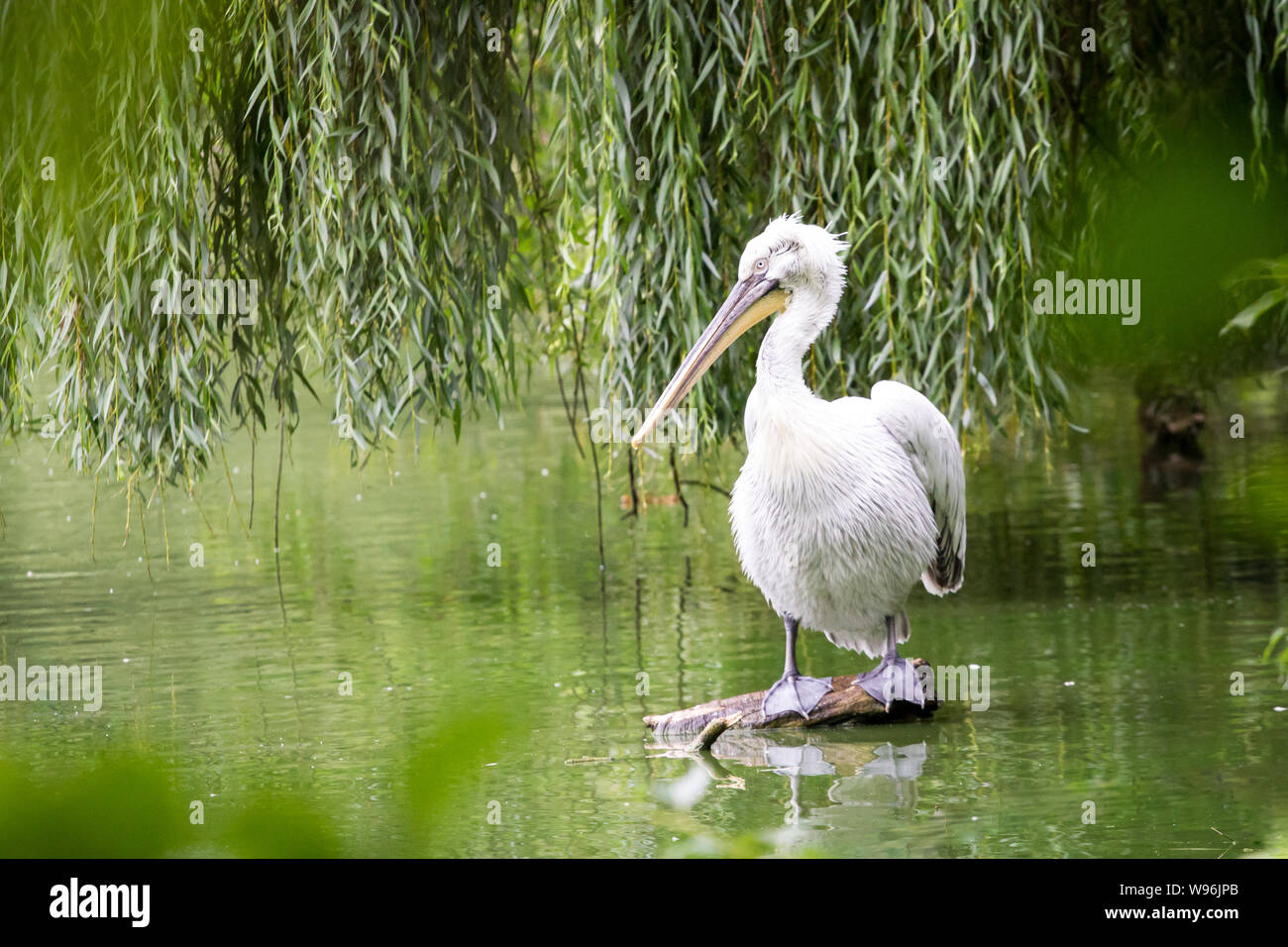 Pelecanus crispus (pellicano dalmata) in cattività Foto Stock