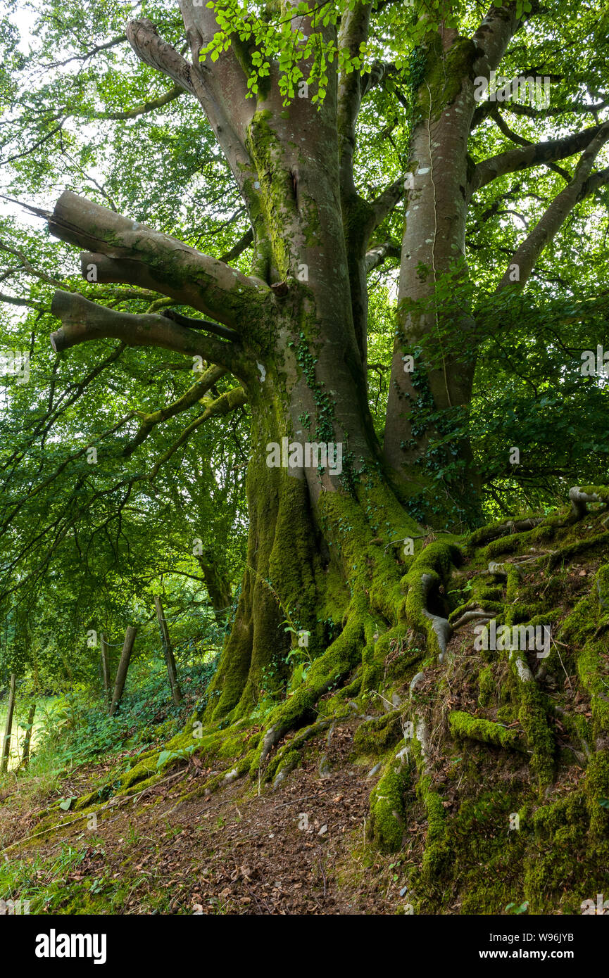 Il Lydford Gorge foresta, Dartmoor Devon Foto Stock