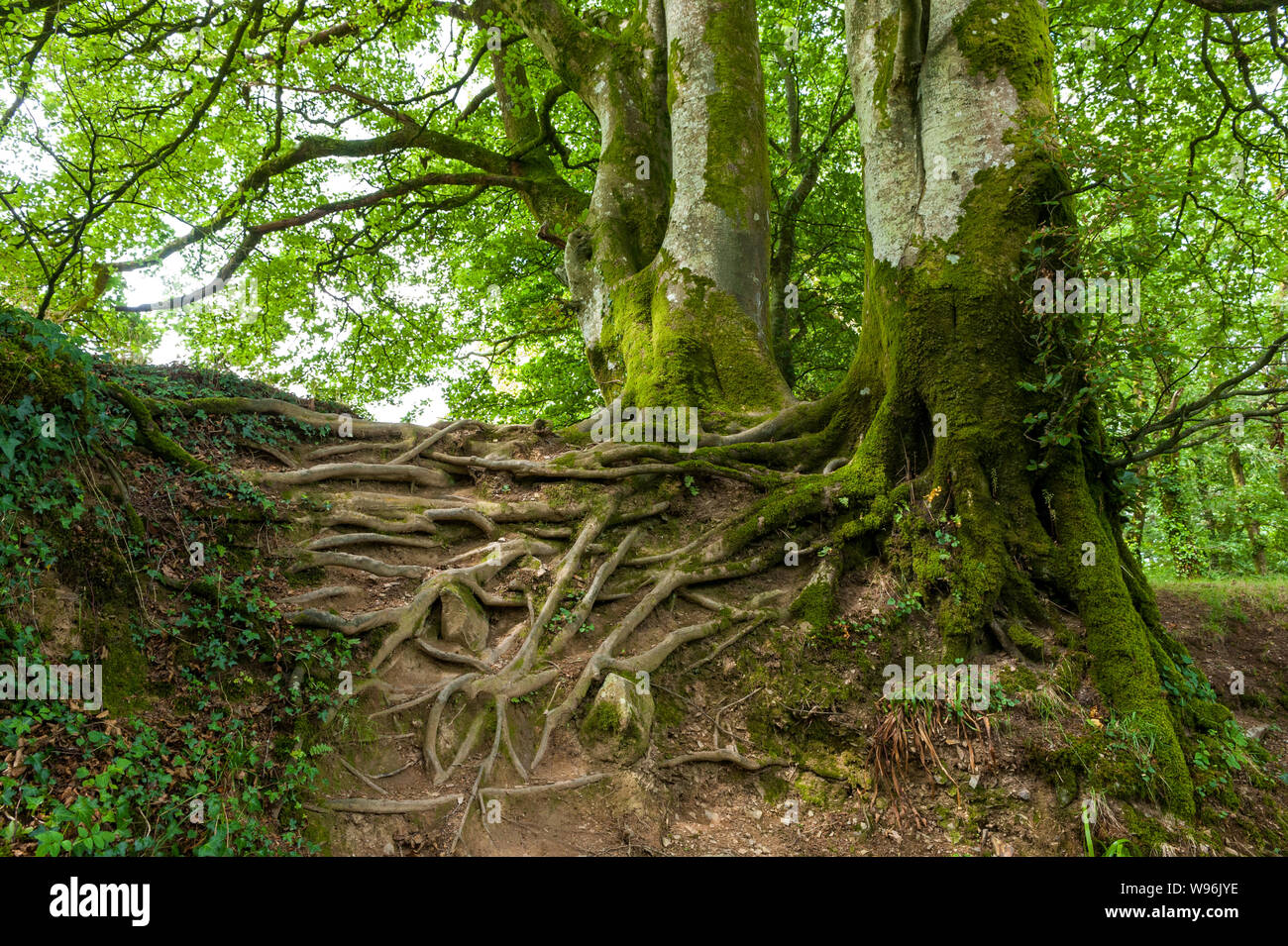 Il Lydford Gorge foresta, Dartmoor Devon Foto Stock