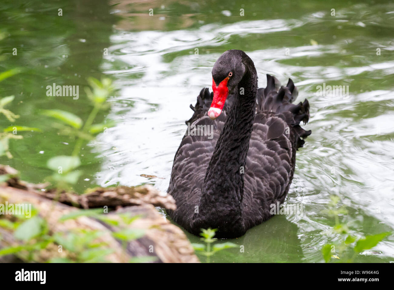 Cygnus atratus (Black Swan) in cattività, nuoto in acqua Foto Stock