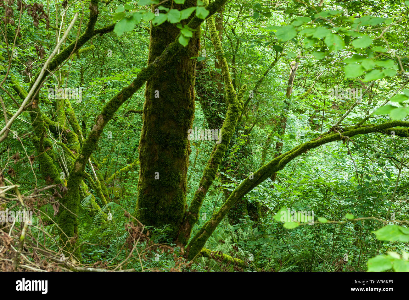 Il Lydford Gorge Riserva naturale bosco, Dartmoor Devon, Regno Unito Foto Stock