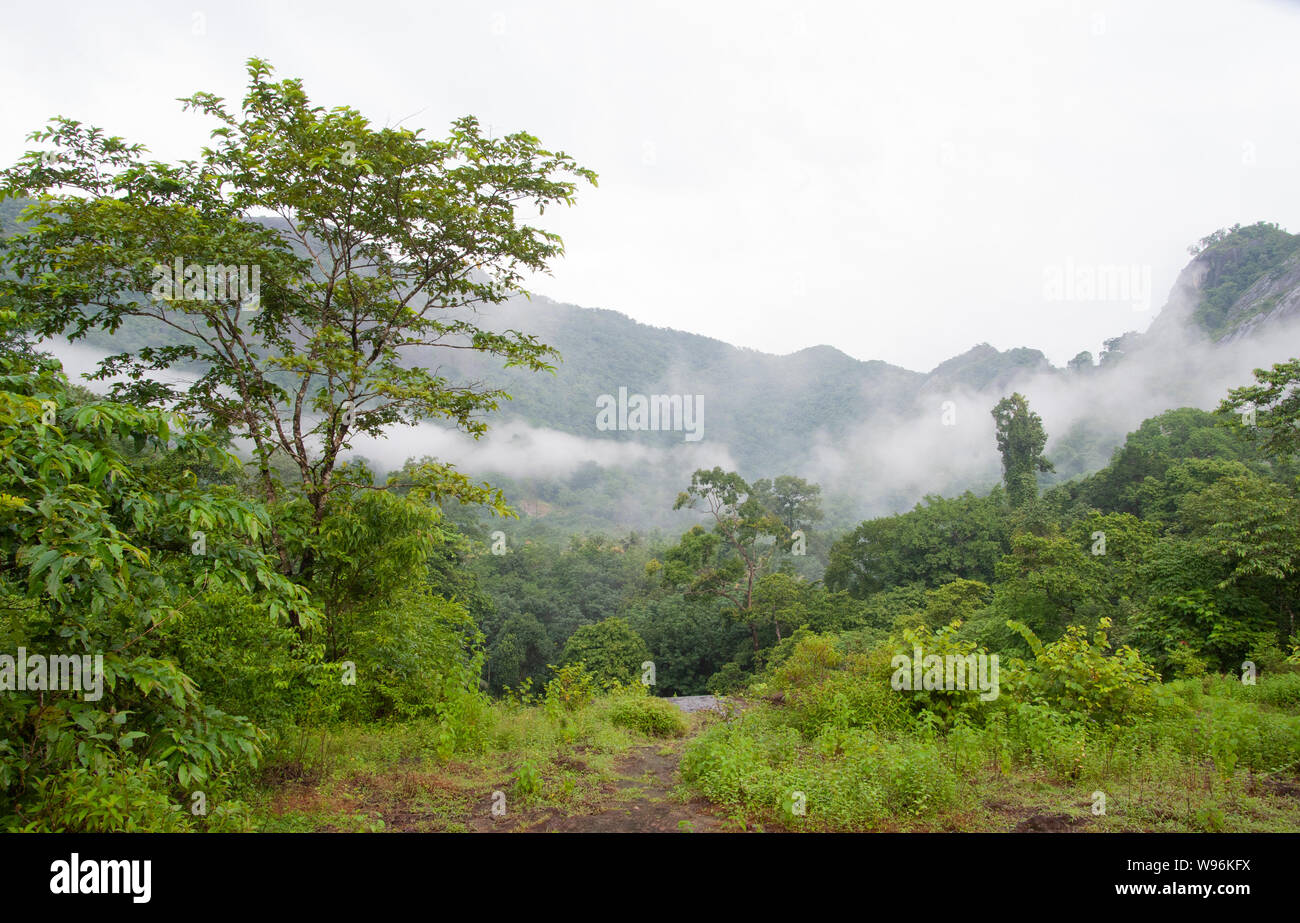 Montane della foresta pluviale sempreverde e lowland moist bosco di latifoglie nella nebbia durante la stagione dei monsoni, Ernakulam district, i Ghati Occidentali, Kerala, India Foto Stock
