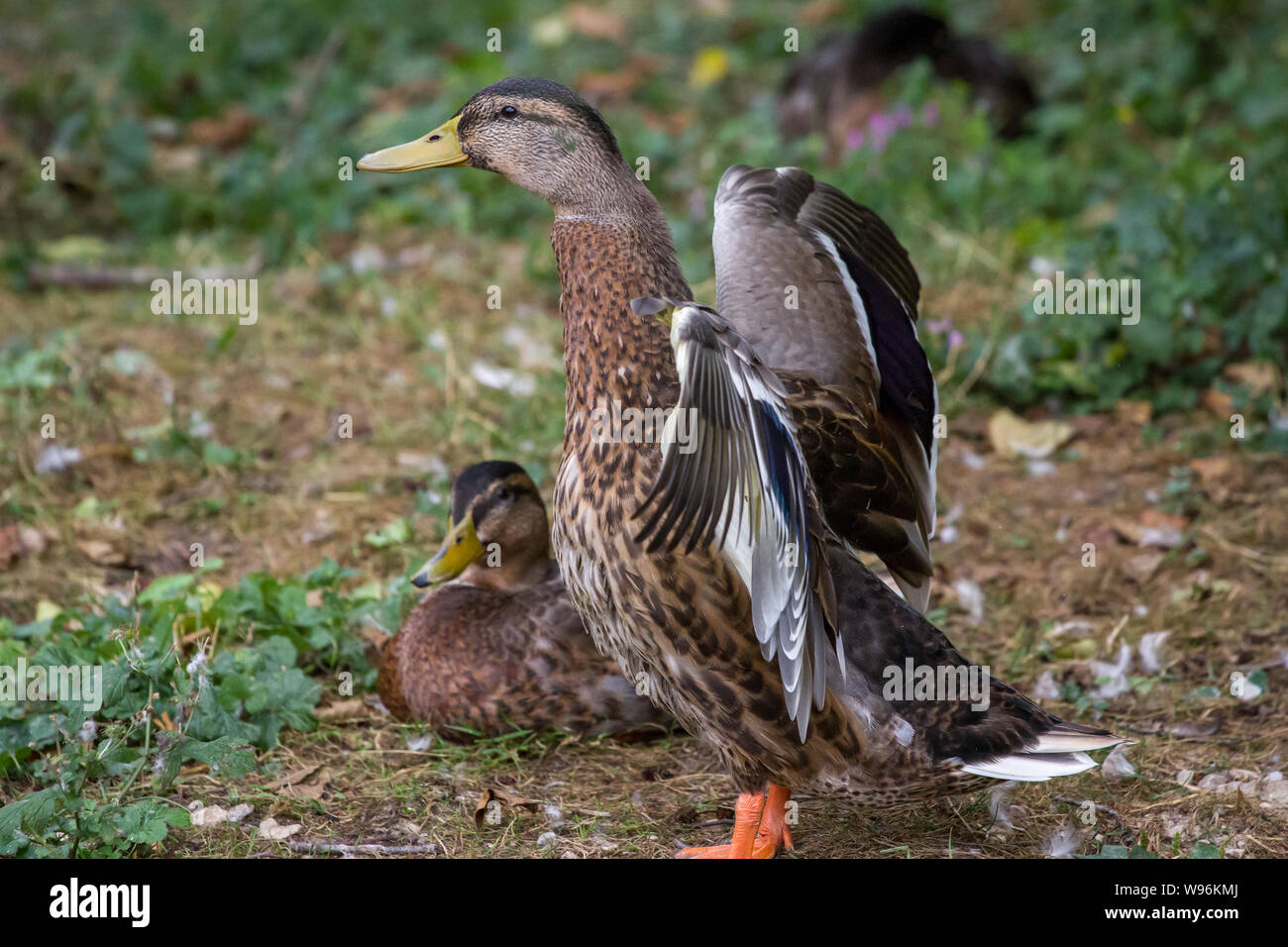 Anas platyrhynchos (anatra selvatica) Foto Stock