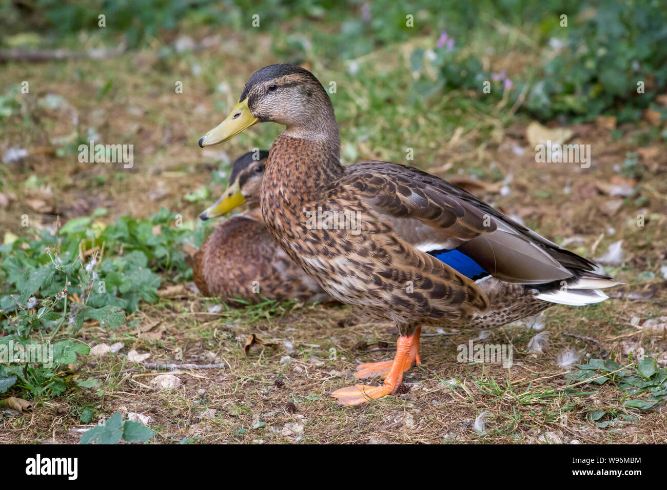 Anas platyrhynchos (anatra selvatica) Foto Stock