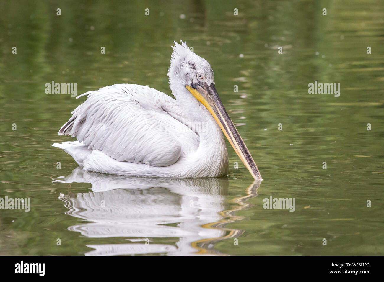 Pelecanus crispus (pellicano dalmata) in cattività Foto Stock