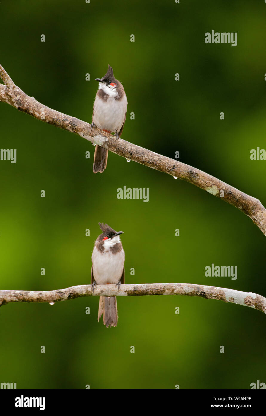 Due Red-whiskered bulbul, Pycnonotus jocosus, noto anche come Crested bulbul, appollaiato sul ramo, Thattekad Bird Sanctuary, Kerala, i Ghati Occidentali, India Foto Stock