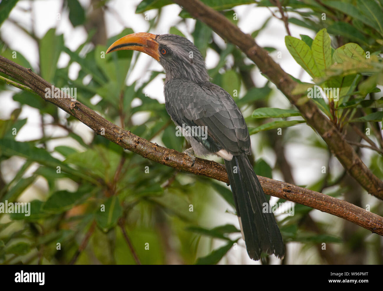 Il Malabar grigio Hornbill, Ocyceros griseus Salim Ali Bird Sanctuary, Thattekad, i Ghati Occidentali, Kerala, India Foto Stock