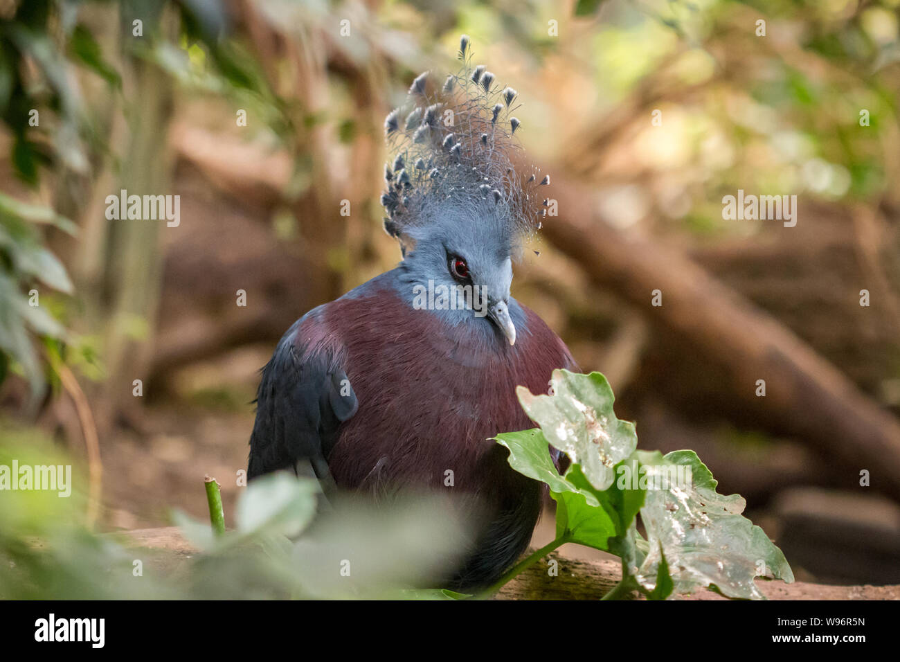 Goura victoria (Victoria incoronato pigeon) in cattività Foto Stock