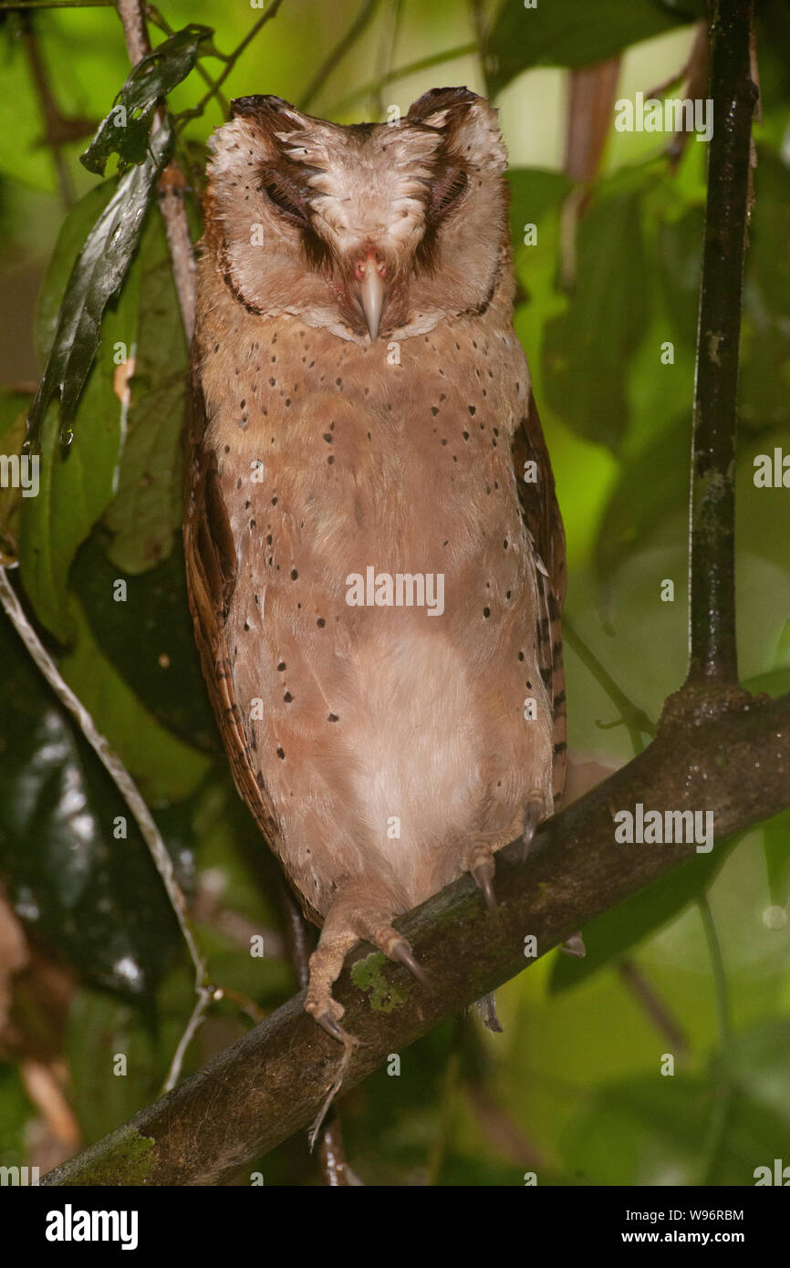Sri Lanka Bay-Owl, Phodilus badius assimilis, endemico dei Ghati occidentali, Salim Ali Bird Sanctuary, Thattekad, Kerala, India Foto Stock