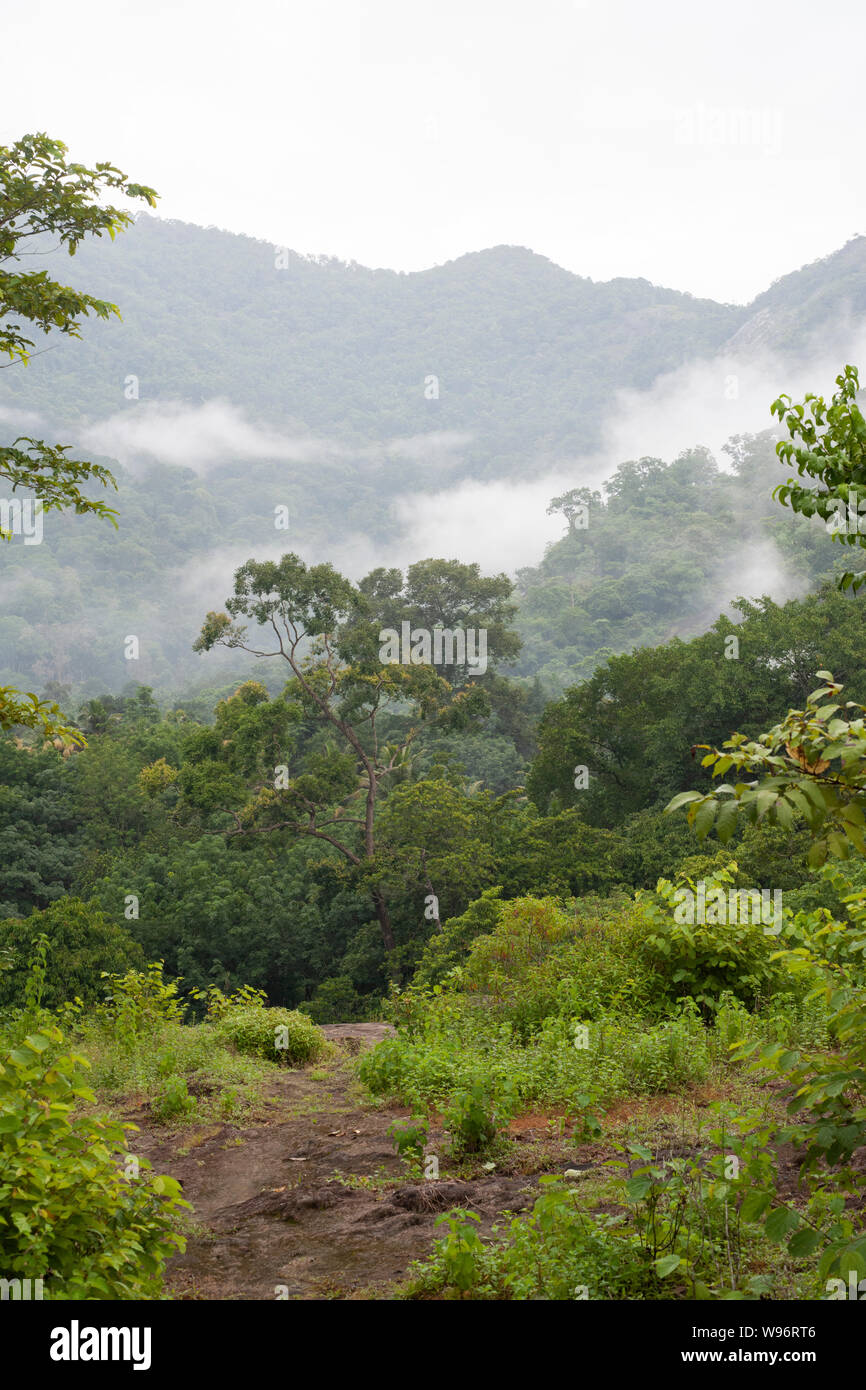 Montane della foresta pluviale sempreverde e lowland moist bosco di latifoglie nella nebbia durante la stagione dei monsoni, Ernakulam district, i Ghati Occidentali, Kerala, India Foto Stock