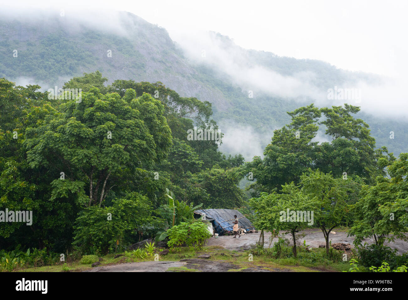 Montane della foresta pluviale sempreverde e lowland moist bosco di latifoglie nella nebbia durante la stagione dei monsoni, Ernakulam district, i Ghati Occidentali, Kerala, India Foto Stock