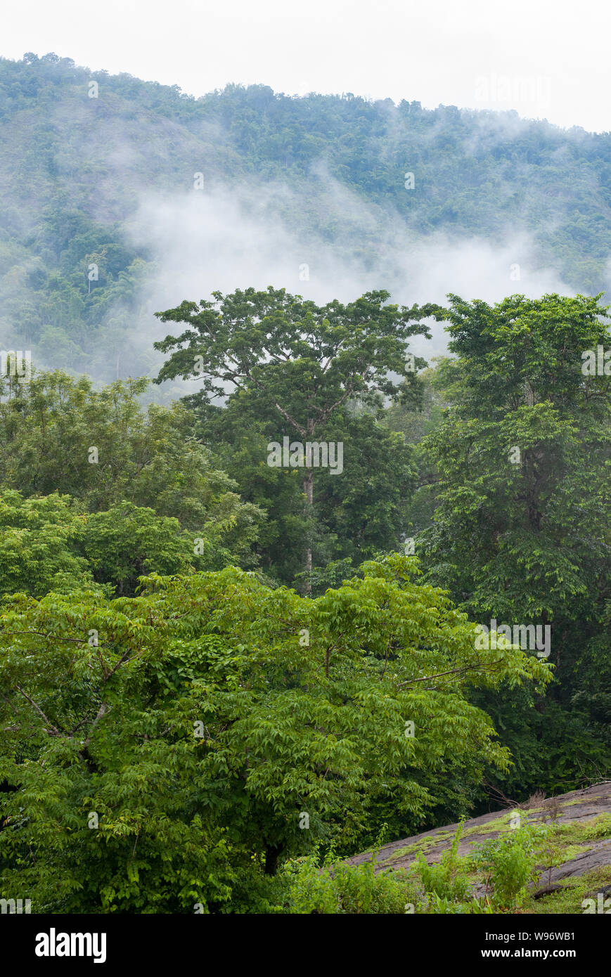 Montane della foresta pluviale sempreverde e lowland moist bosco di latifoglie nella nebbia durante la stagione dei monsoni, Ernakulam district, i Ghati Occidentali, Kerala, India Foto Stock