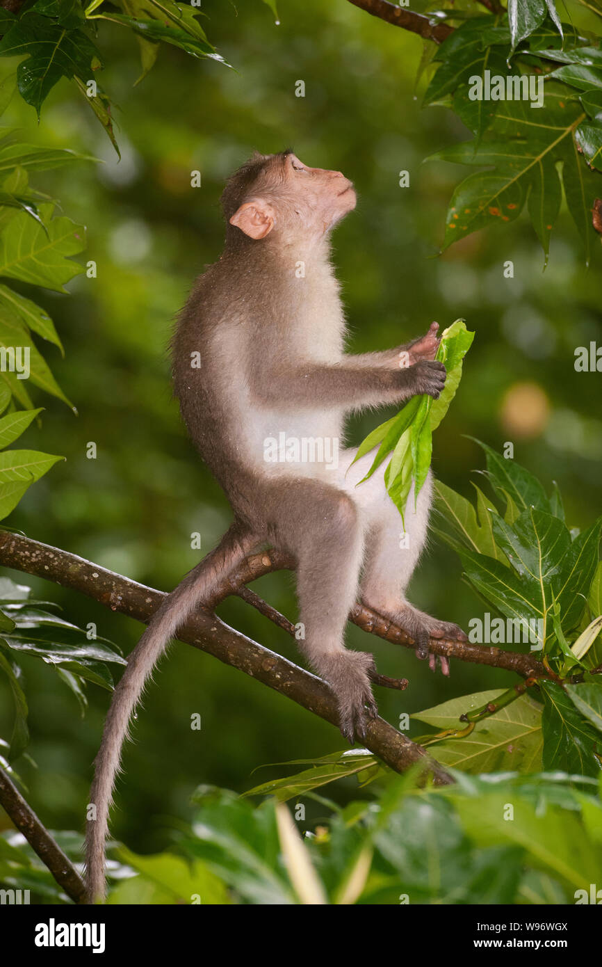 Cofano macaco Macaca radiata, endemica in India del sud in semi-foresta pluviale sempreverde alimentazione su foglia, i Ghati Occidentali, Kerala, India Foto Stock