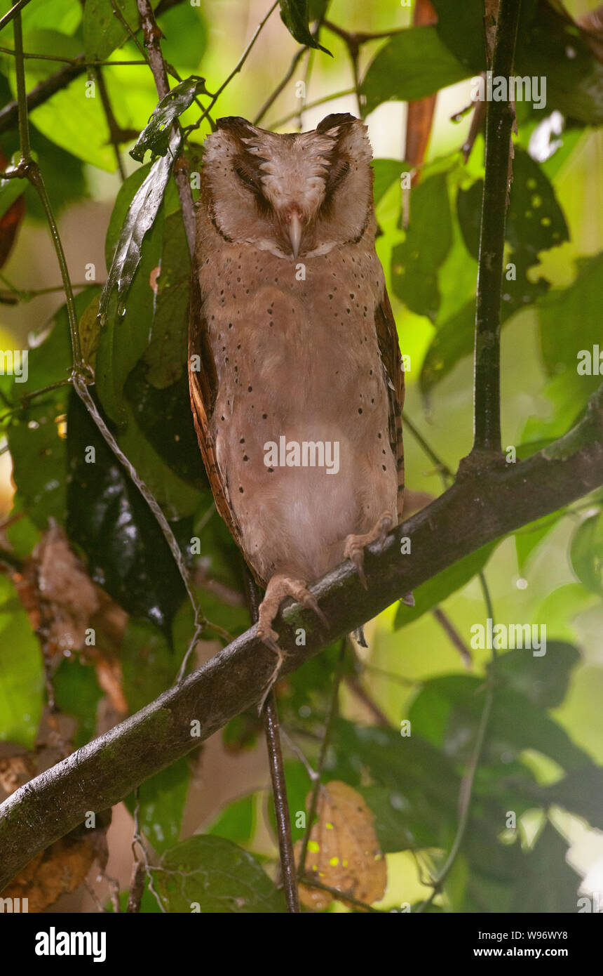 Sri Lanka Bay Owl, o Ceylon Bay Owl, Phodilus badius assimilis, endemico i Ghati Occidentali, a riposo in Salim Ali il santuario degli uccelli,Thattekad,Kerala, India Foto Stock