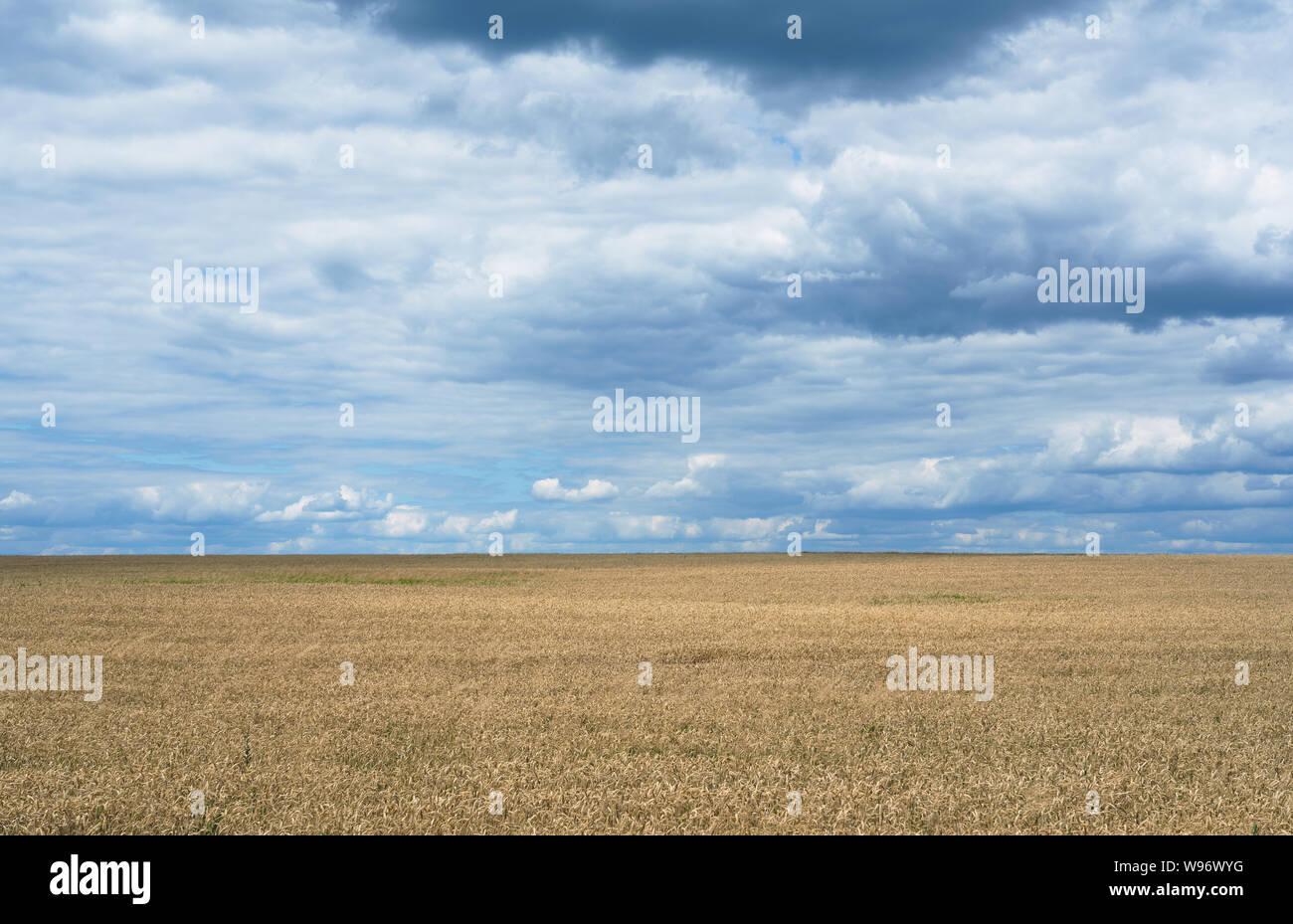 Secco giallo campo di grano con blu cielo nuvoloso Foto Stock