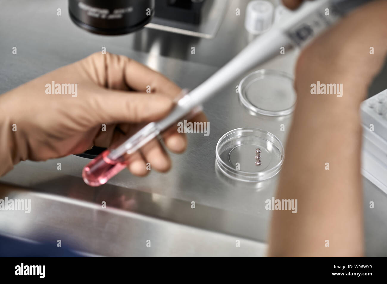 Processo di fecondazione in vitro in laboratorio Foto Stock