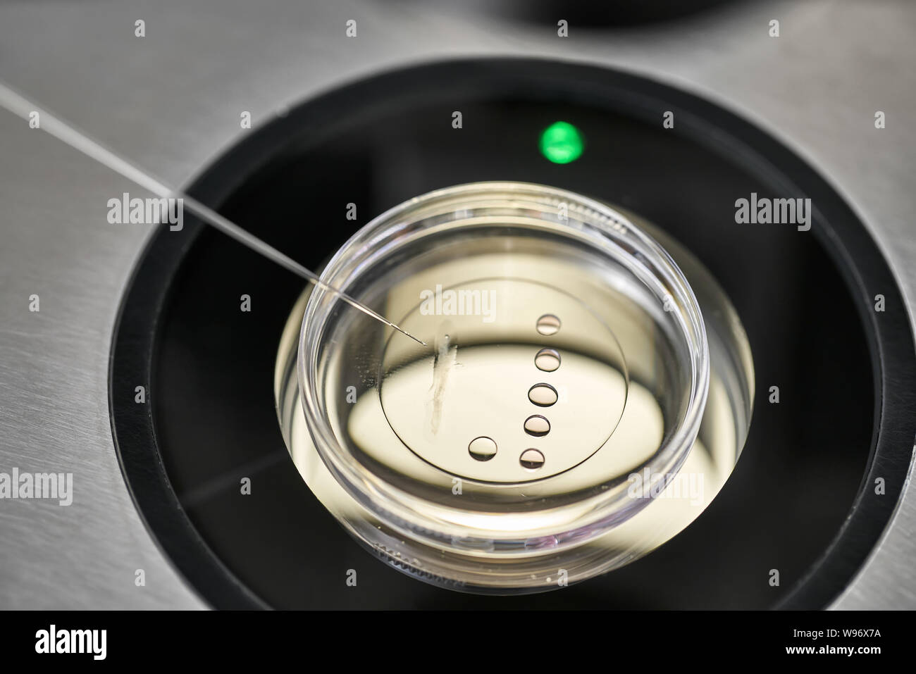 Processo di fecondazione in vitro in laboratorio Foto Stock