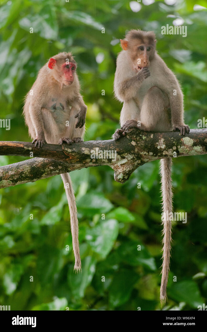 Due cofano macaco Macaca radiata, endemica in India del sud in semi-foresta pluviale sempreverde durante il monsone, i Ghati Occidentali, Kerala, India Foto Stock
