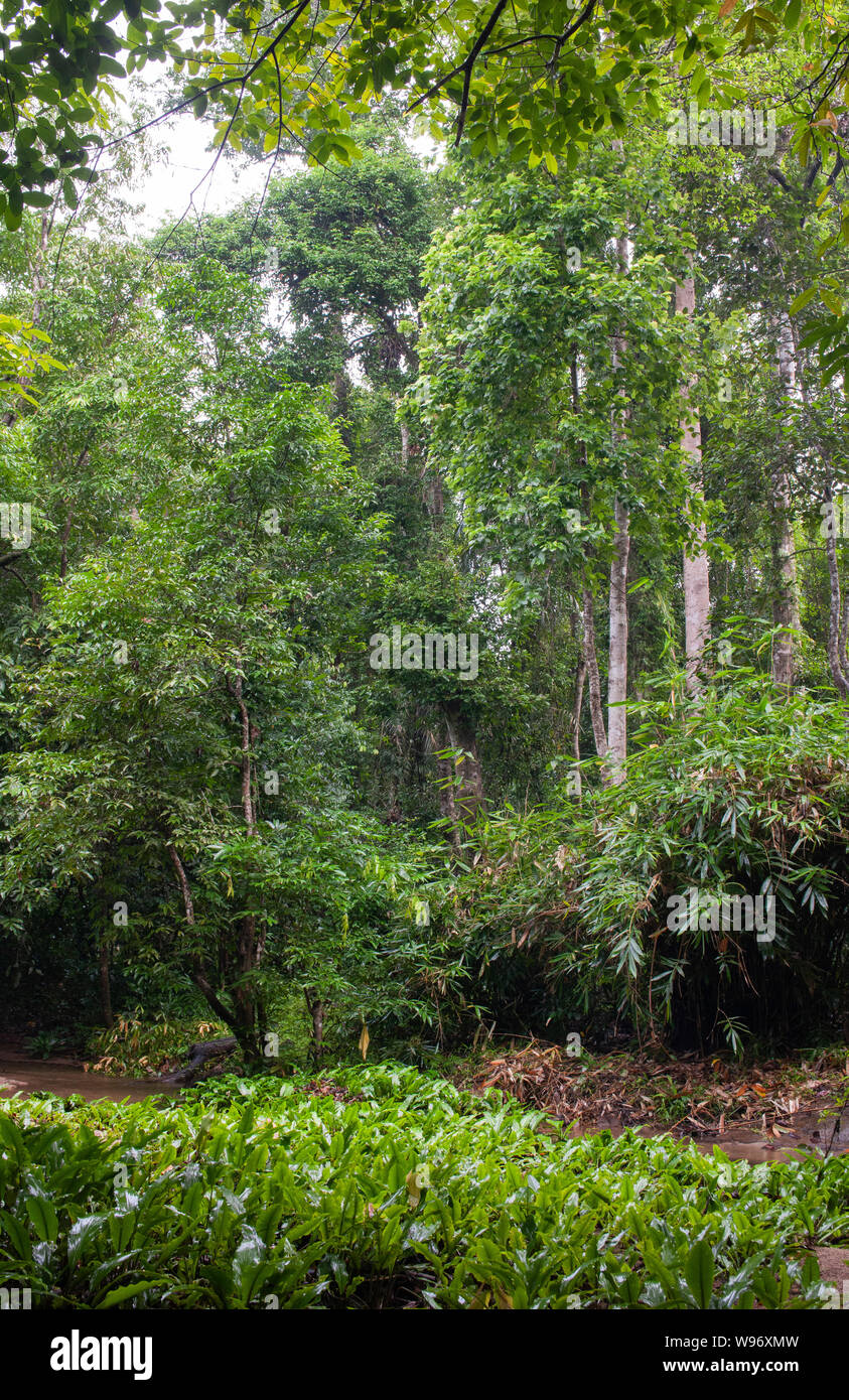 Lowland moist decidui e semi-foresta pluviale sempreverde durante la stagione dei monsoni, Ernakulam district, i Ghati Occidentali, Kerala, India Foto Stock