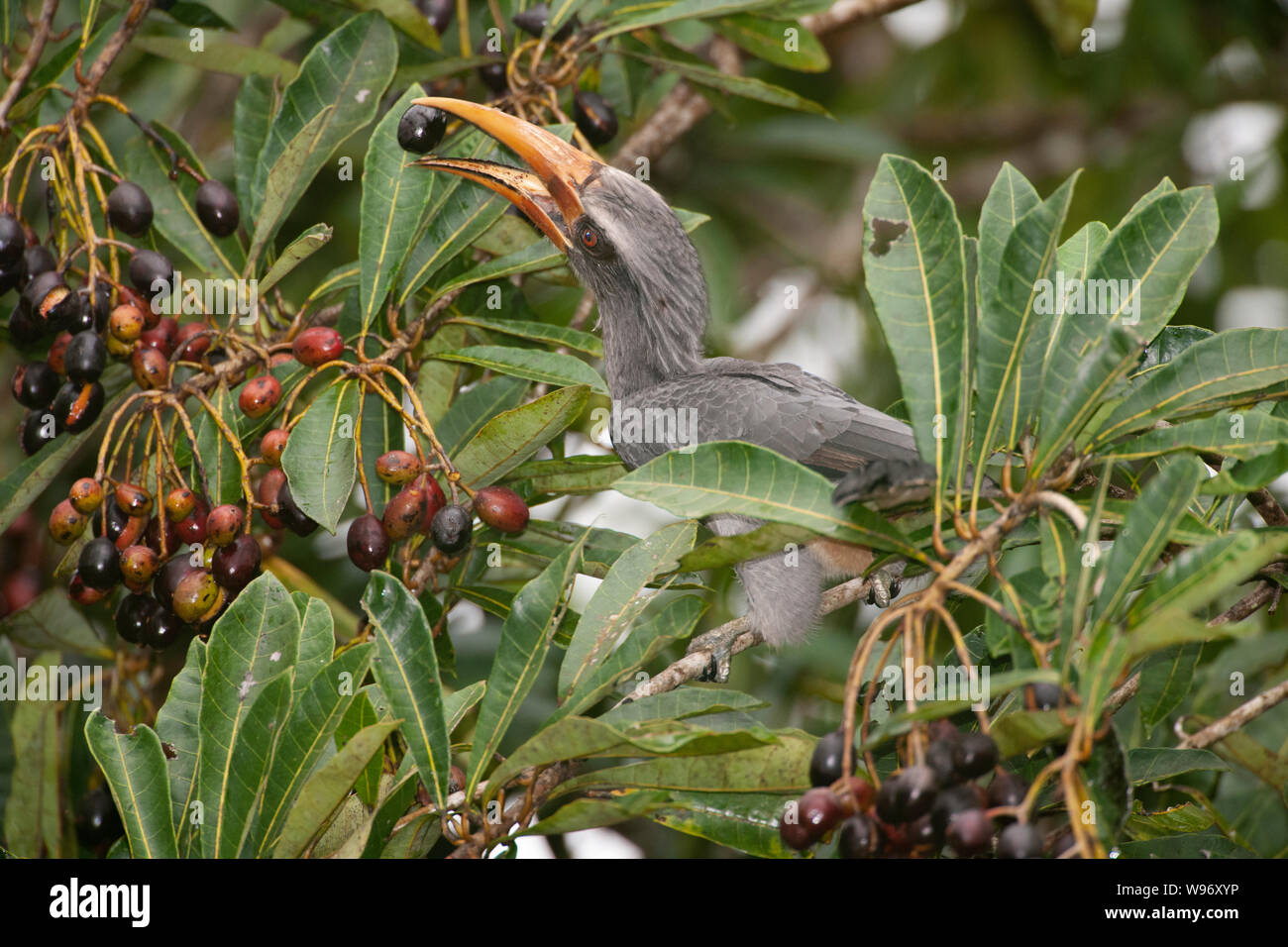 Maschio adulto grigio Malabar Hornbill, Ocyceros griseus, alimentando il frutto, Thattekad Bird Sanctuary, endemico i Ghati Occidentali, Kerala, India Foto Stock